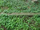 image of grave number 88137